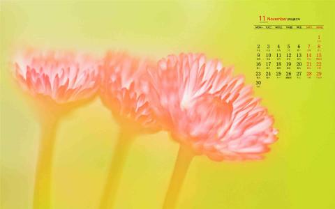 2020年11月金秋菊花微距摄影高清日历壁纸第5张