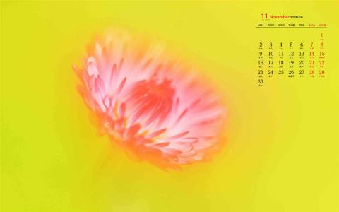 2020年11月金秋菊花微距摄影高清日历壁纸第6张