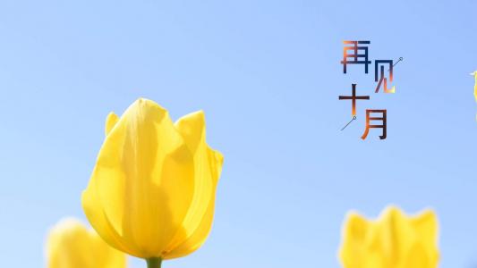 郁金香第5张