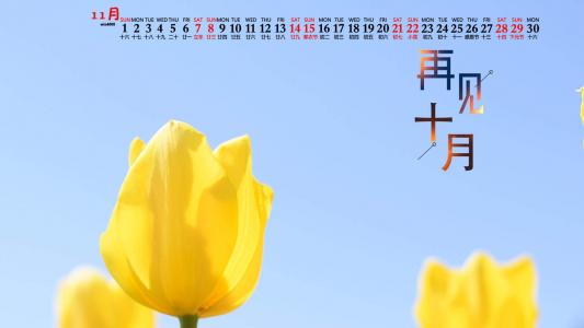 郁金香第5张