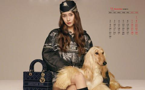 折耳猫图片：可爱萌宠折耳猫图片第0张