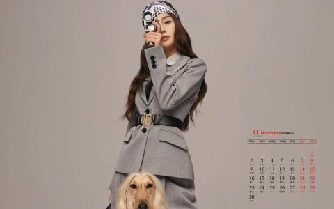 折耳猫图片：可爱萌宠折耳猫图片第2张