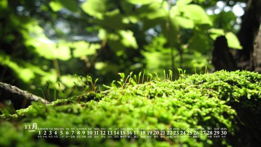 绿色植物图片 _ 第(1)张