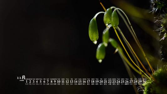 绿色植物图片 _ 第(2)张