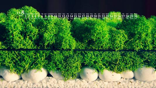 绿色植物图片 _ 第(4)张