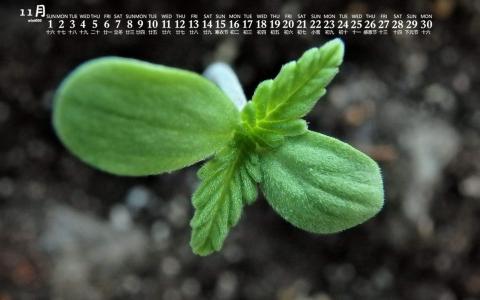 绿色护眼枫叶图片桌面壁纸第0张