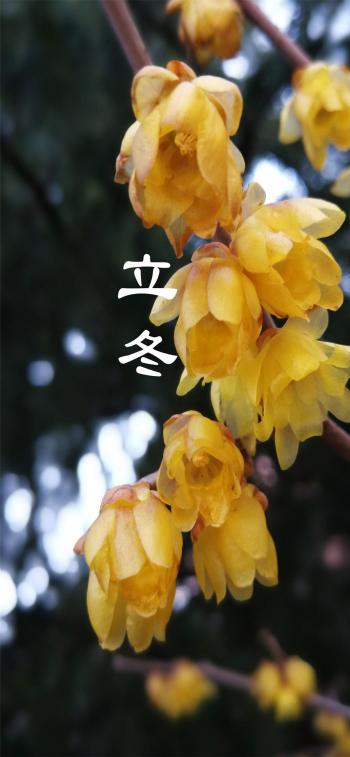 虞书欣优雅性感写真手机壁纸第0张
