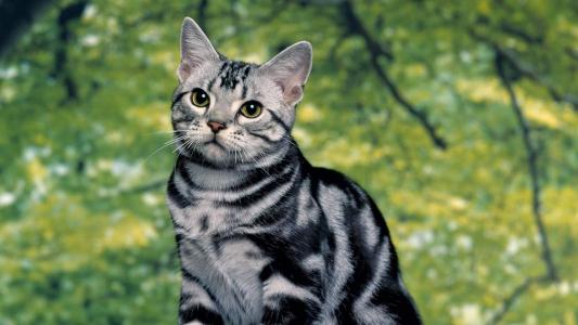 猫睡觉姿势搞笑图片：睡觉也要成双睡第6张