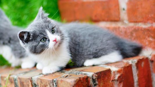 猫桌面图片 _ 第(8)张