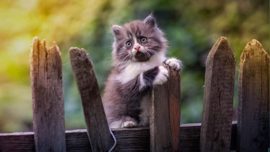 猫桌面图片 _ 第(9)张