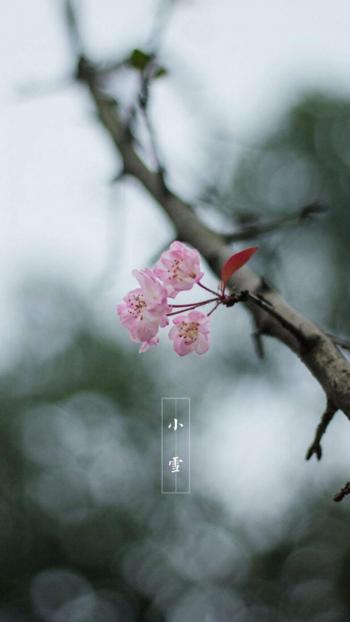 小清新手绘插画高清手机壁纸第6张