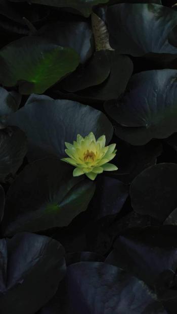 五颜六色的小花图片手机壁纸第5张