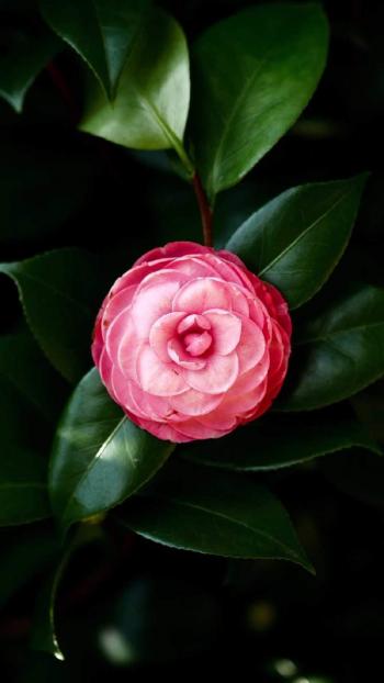 五颜六色的小花图片手机壁纸第6张