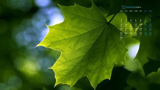绿色植物图片 _ 第(2)张