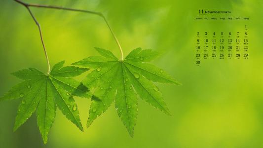 绿色植物图片 _ 第(4)张
