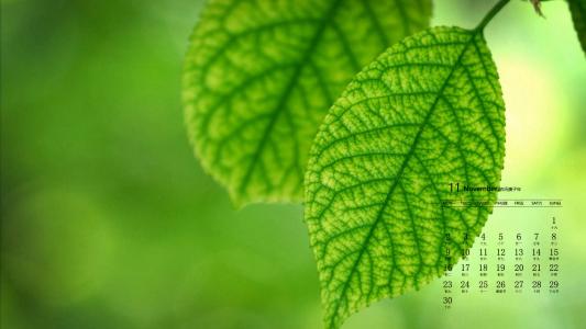 绿色植物图片 _ 第(5)张