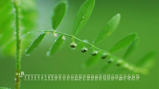 绿色植物图片 _ 第(8)张