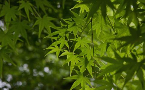 绿色护眼枫叶图片桌面壁纸第2张