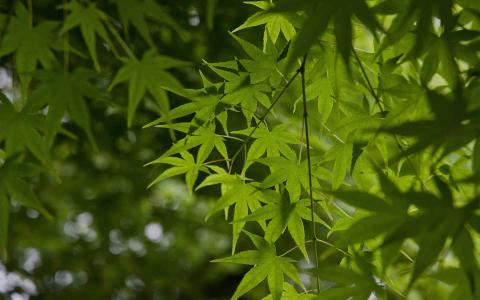 护眼桌面壁纸图片 _ 第(9)张