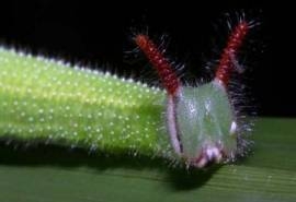 很像外星生物的毛毛虫