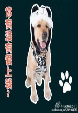 神犬小七帅逼小七版青春修炼手册版高清萌图整理 小七表情包