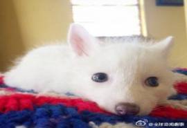 爆红的白色狐狸Rylai图片,全方位毫无死角,萌出一脸血