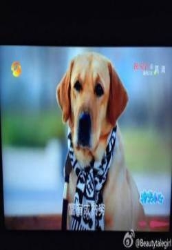 神犬小七萌宠来袭小七艾亮结婚仪式 神犬小七金世佳剧照