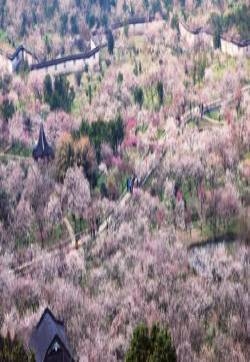 苏州活动节日图片 苏州花树节图片
