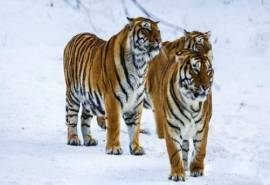 东北虎图片：雪地里的东北虎嬉闹玩耍  十二生肖虎图片