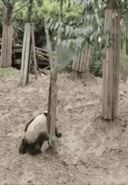 搞笑gif动态图片：冬天有一种痛，南方人是不会懂的