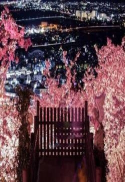 日本神奈川旅游风景摄影图片：如梦如幻的夜樱