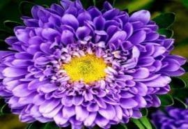 翠菊花图片  翠菊图片  翠菊植物图片