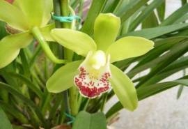 碧玉兰花图片  碧玉兰图片  碧玉兰植物图片