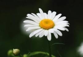 大滨菊花图片  大滨菊图片  大滨菊植物图片