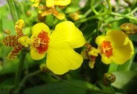文心兰花图片 文心兰图片 文心兰植物图片