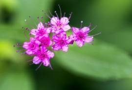 粉花绣线菊花图片  粉花绣线菊图片  粉花绣线菊植物图片