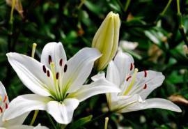 百合花图片  好看的百合花图片  百合花植物花卉图片