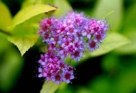 金焰绣线菊花图片  金焰绣线菊图片  金焰绣线菊植物图片