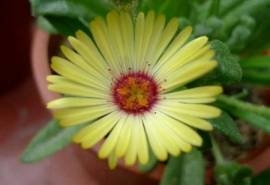 松叶菊花图片 松叶菊图片 松叶菊植物图片