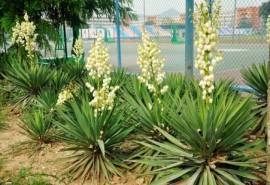 凤尾兰花图片  凤尾兰图片  凤尾兰植物图片
