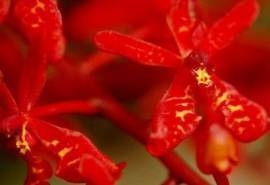 火焰兰花图片  火焰兰图片  火焰兰植物图片
