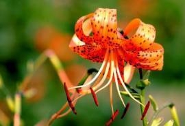 卷丹百合花图片  卷丹百合图片  卷丹百合植物图片