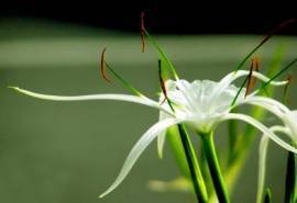 文殊兰花图片  文殊兰图片  文殊兰植物图片