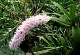 多花指甲兰花图片  多花指甲兰图片  多花指甲兰植物图片