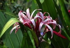 红花文殊兰花图片  红花文殊兰图片  红花文殊兰植物图片
