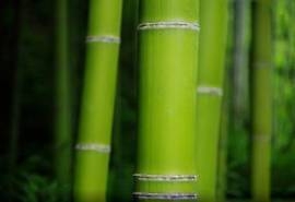 毛竹图片   毛竹野菜图片