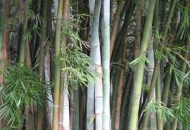麻竹图片   麻竹野菜图片