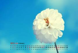 2013年2月日历壁纸花朵日历壁纸