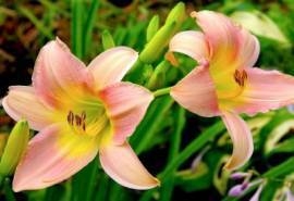 盛开美艳的百合花电脑壁纸