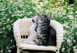 后院里的小可爱萌猫咪电脑壁纸